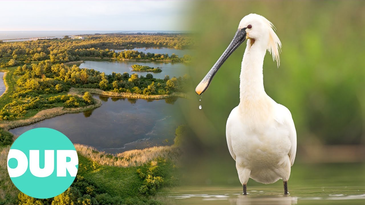 How The Dutch Managed To Save The Spoonbill