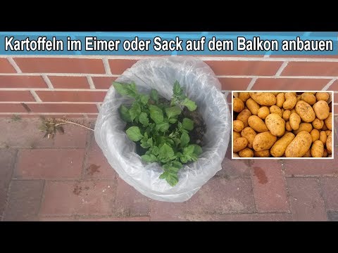 Kartoffeln anbauen im Eimer / Sack / Kübel  – Topf Kartoffeln pflanzen auf dem Balkon Anleitung