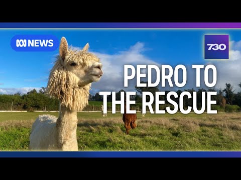 Australian scientists closer to Hendra virus vaccine thanks to an alpaca named Pedro | 7.30