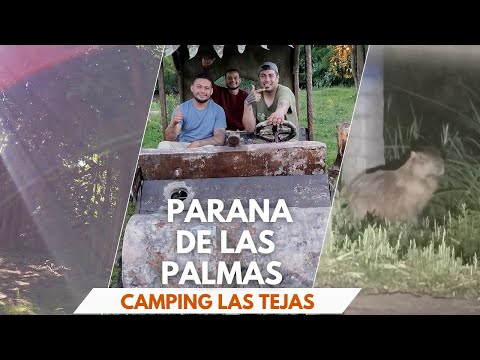 Parana de las palmas/pesca para la fritanga 