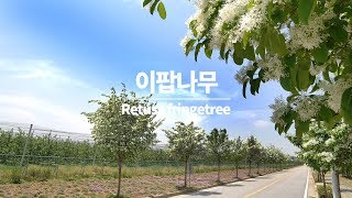 이팝나무