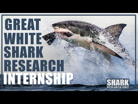 Great White Shark Research Internship - South Africa