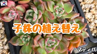 【多肉植物】マディバなどの子株の植え替え！植えるのが下手で困ります💦(笑)