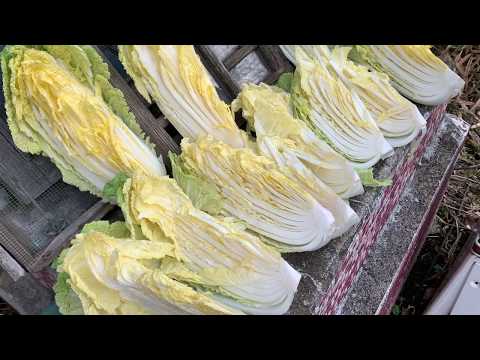 白菜を正しく保存する 庭の練習