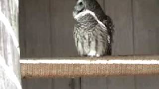 preview picture of video 'Ever hear a Barred Owl?'