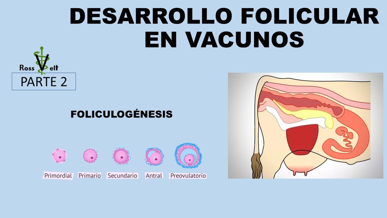 CURSO REPRODUCCION BOVINA (FOLICULOGENESIS-DESARROLLO FOLICULAR) PARTE 2