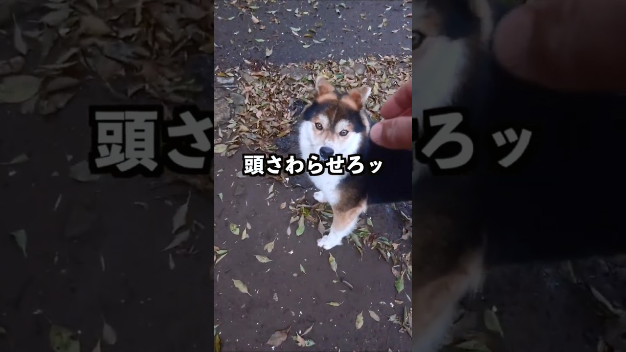 頭さわらせろ。