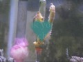Seahorse Dance Amapola