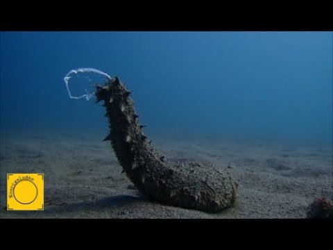 Holothuria poli