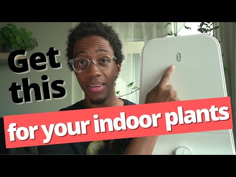 The 2 Best Humidifiers for Indoor Plants 2021