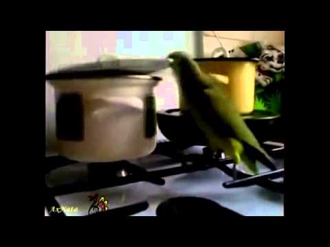 Lustige Tiere Singen und tanzen! lustige Videos