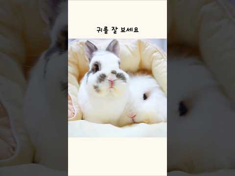 토끼 귀를 잘 보세요