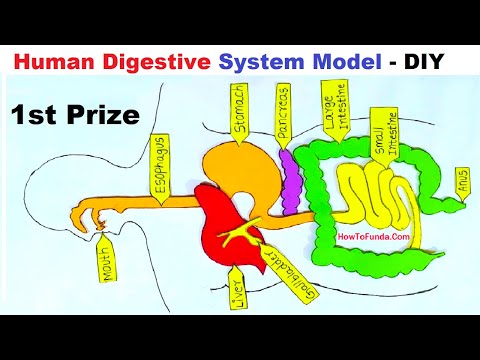 shapes model 3d 2D making using cardboard and paper maths model making idea DIY howtofunda