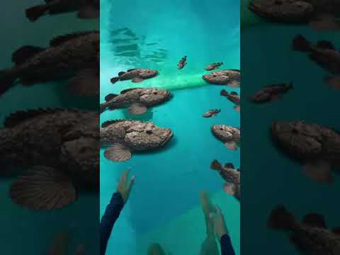 Waterslide into pool full of giant fish #funny #memes