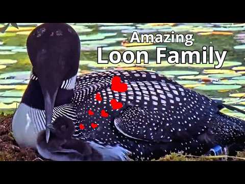 Fascinating Story of The Loons With 1 Chick: From Hatching 🥚🐣🐥 To Leaving The Nest 🎉- July 2024