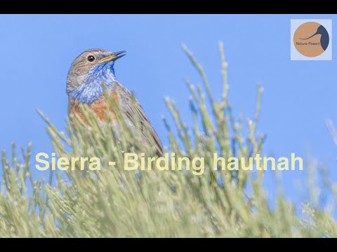 Auf der Suche nach dem Blaukehlchen in der Sierra - Vogelfotografie in Spanien hautnah