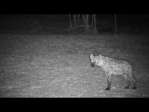 Djuma: Lone Hyena gets a drink - 19:47 - 09/28/19
