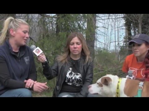 Cassidy, an adopted American Staffordshire Terrier in Mendham, NJ_image-1