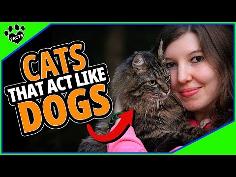 Top 10 Surprising Cats That Act Like Dogs