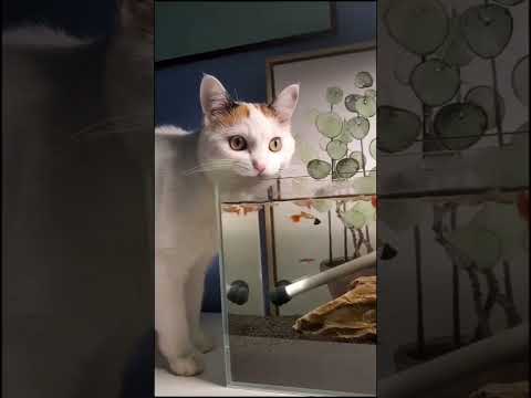 nm nm nmm😂😂 #cat #shorts