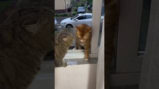 Download lagu The cat that got caught cheating on her. #animals #unbelievablepets #pet #shortvideo #cat #funny mp3 Download lagu The cat that got caught cheating on her. #animals #unbelievablepets #pet #shortvideo #cat #funny mp3
