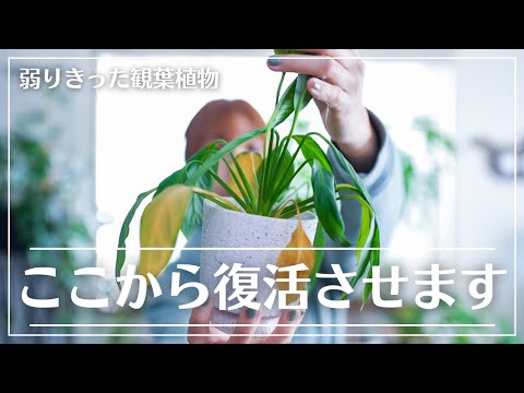 葉が黄色くなったスパティフィラムの手入れ方法は？原因は何ですか?  庭園