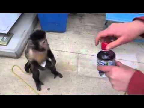 hebat binatang kebiasaan diajar.aceh sybeer