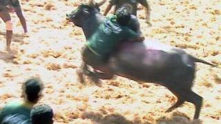 Jallikkattu Bull Race near Madurai 