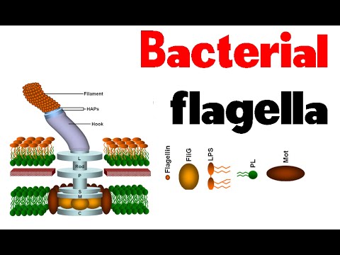 Flagellate paraziták kezelése