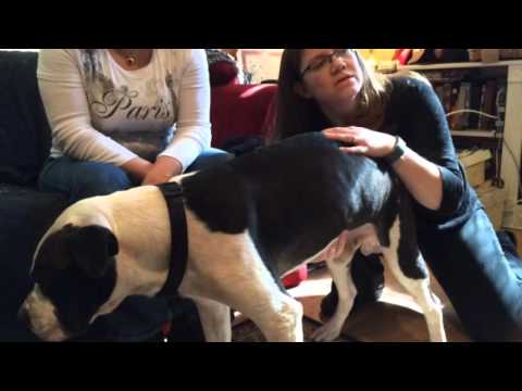 What a pet hospice visit is like