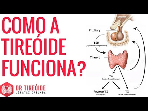 How does the thyroid work? | Dr Jônatas Catunda