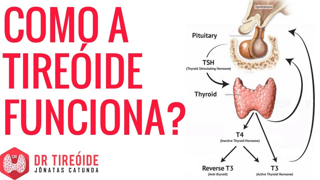 Como a tireóide funciona | Dr Jônatas Catunda