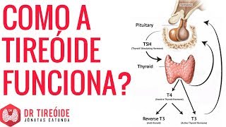 Como a tireóide funciona? | Dr Jônatas Catunda