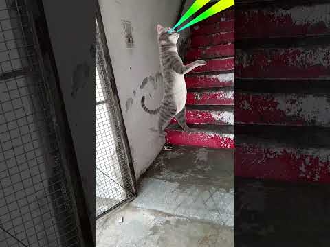 Billi bole meow meow cute 🐈 😺 🐈 dance short video music #music ,#trending #shortspatali kamariya