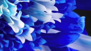 Georgie Fame - I Ain't Got Nothin' But the Blues