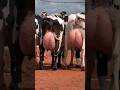 3 most milk producing cows in the world