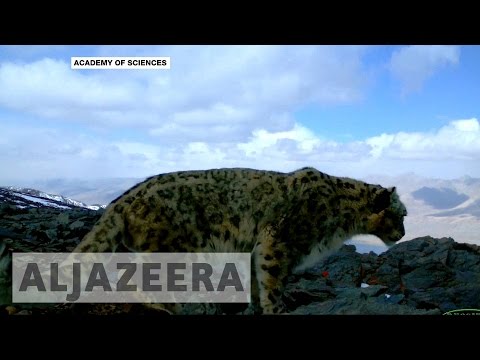 Tajikistan conservation: Wildlife parks face human threats