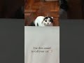 Use This Sound To Call Your Cat