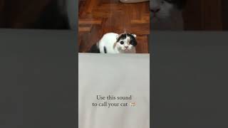 Use this Sound to Call Your Cat 🐈