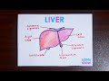 How To Draw Human Liver
