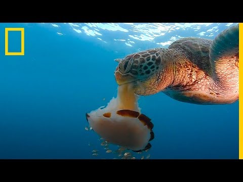 Mira esta TORTUGA marina DEVORAR una MEDUSA como si fuera un ESPAGUETI | NatGeo en Español