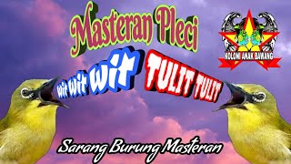 Download lagu Masteran Pleci Tembakan Wit Wit Panjang Sambung Tulit Tulit Suara Jernih mp3