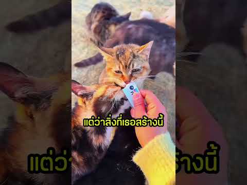 เธอสร้างบ้านให้แมวชมปลาในสระอย่างสบายใจ