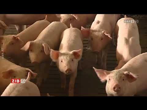 25.000 Tote durch resistente Bakterien ORF ZIB 2