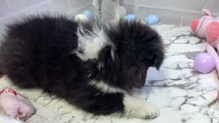 シェットランドシープドッグの動画01