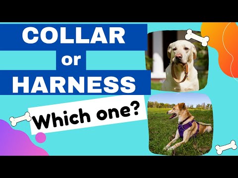 Collar or Harness for Puppies - Which one to pick?