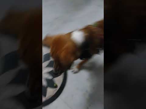 cute dog playing with amala #funny #fun #cute