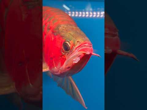 The grand champion arowana?#arowana #aquarium #aquariumhobby