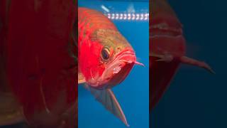 Download lagu The grand champion arowana?#arowana #aquarium #aquariumhobby mp3 Download lagu The grand champion arowana?#arowana #aquarium #aquariumhobby mp3