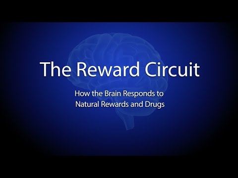 The Reward Circuit: How the Brain Responds to Natural Rewards and Drugs